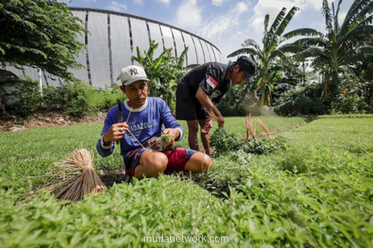 Kemangi di Sela Megaproyek: Kisah Petani Kota yang Bertahan di Pesisir Jakarta