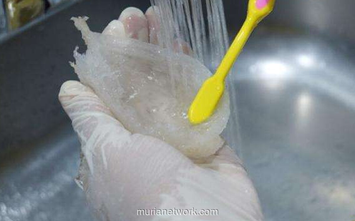 RLCO Siap Melantai, Eksportir Sarang Walet Incar Pasar China