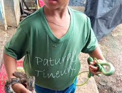 Bocah 11 Tahun Berburu Ular di Sawah, Hasilnya untuk Ibu dan Adik