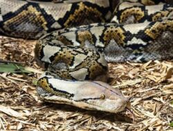 Pulang dari Kebun, Petani di Luwu Timur Tewas Dilepit Piton di Jalan Sepi