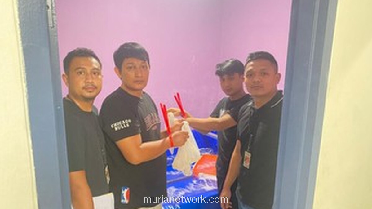 30.000 Benih Lobster Ilegal Siap Kirim ke Singapura Digagalkan Polisi