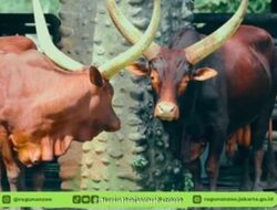 Ragunan Sambut Libur 2026 dengan Kedatangan Sapi Bertanduk Raksasa
