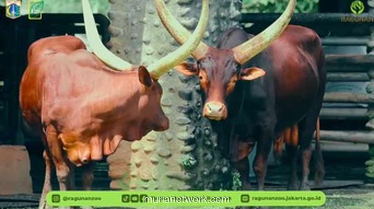 Ragunan Sambut Libur 2026 dengan Kedatangan Sapi Bertanduk Raksasa
