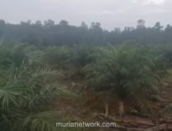 Hutan Bayar Ongkos: Skema Legal yang Mengubah Hutan Jadi Modal Sawit