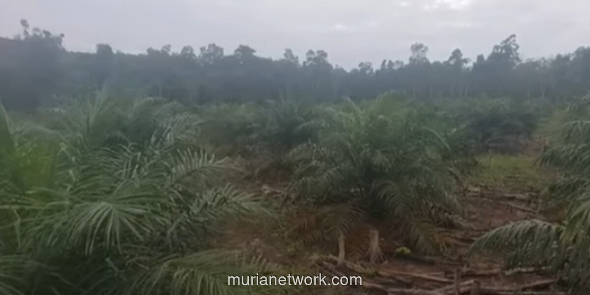 Hutan Bayar Ongkos: Skema Legal yang Mengubah Hutan Jadi Modal Sawit