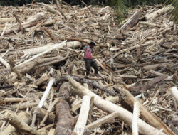Kemenhut Bantah Terbitkan Izin Tebang Kayu di Tapanuli Selatan