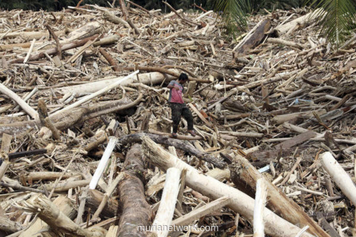 Kemenhut Bantah Terbitkan Izin Tebang Kayu di Tapanuli Selatan