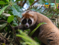 Enam Kukang Sumatra Kembali ke Hutan Lindung Lampung Setelah Diselamatkan dari Perdagangan Ilegal