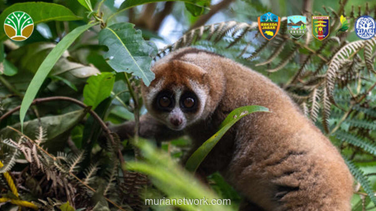 Enam Kukang Sumatra Kembali ke Hutan Lindung Lampung Setelah Diselamatkan dari Perdagangan Ilegal