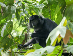 Lutung Jawa di Tepi Jurang: Populasi Menyusut, Ancaman Semakin Nyata