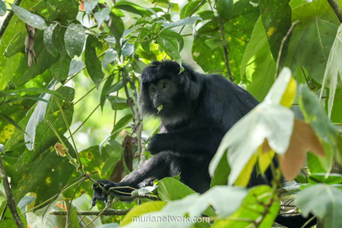 Lutung Jawa di Tepi Jurang: Populasi Menyusut, Ancaman Semakin Nyata