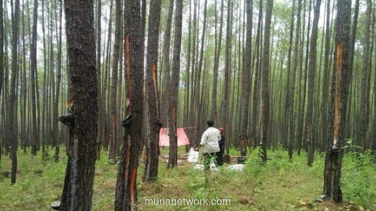 Banjir Aceh dan Jejak Konsesi Hutan yang Dikaitkan dengan Prabowo