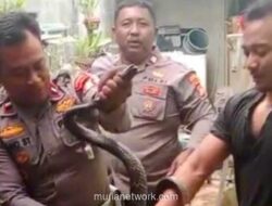 Ular Sanca Mengintai Saat Makan Siang, Warga Desa Mangunjaya Berteriak Minta Tolong