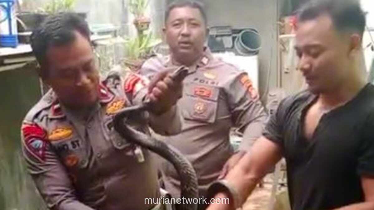 Ular Sanca Mengintai Saat Makan Siang, Warga Desa Mangunjaya Berteriak Minta Tolong