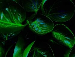 Kritik Diplomatik untuk Tito: Santun dan Terima Kasih Bukan Sekadar Ucapan