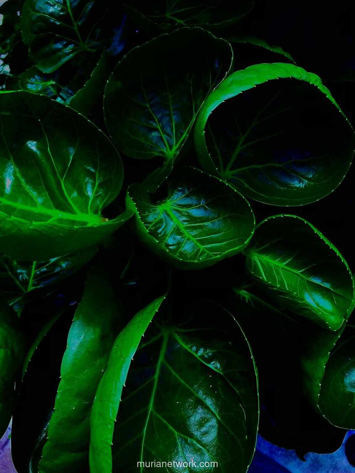 Kritik Diplomatik untuk Tito: Santun dan Terima Kasih Bukan Sekadar Ucapan