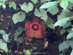 Di Tengah Duka Banjir Bandang, Rafflesia Mekar Sempurna di Padang Panjang