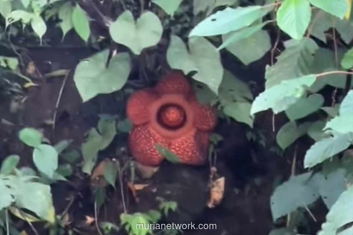 Di Tengah Duka Banjir Bandang, Rafflesia Mekar Sempurna di Padang Panjang