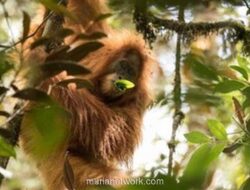 Bangkai Orangutan Tapanuli Ditemukan di Tengah Reruntuhan Banjir Bandang