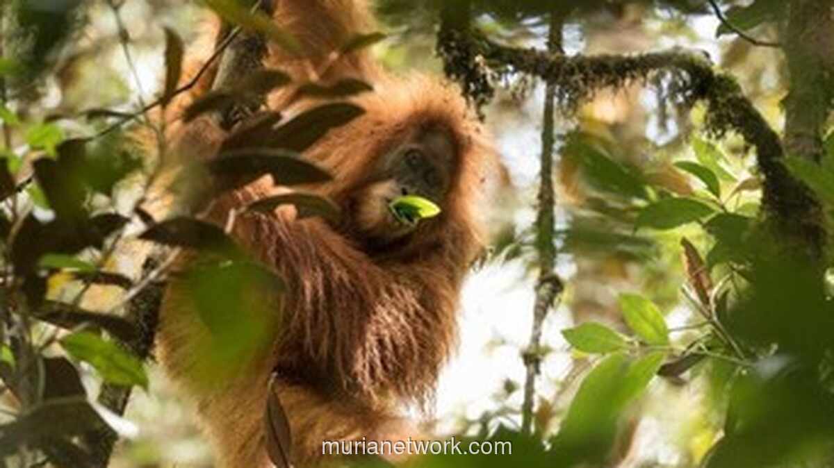 Bangkai Orangutan Tapanuli Ditemukan di Tengah Reruntuhan Banjir Bandang