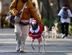 Sanperrestre: Pawai Anjing Natal Madrid yang Sarat Pesan Kesejahteraan Hewan
