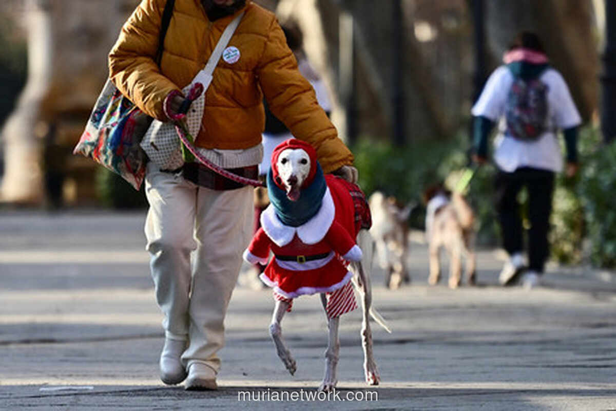Sanperrestre: Pawai Anjing Natal Madrid yang Sarat Pesan Kesejahteraan Hewan