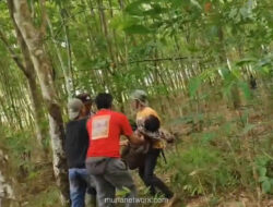 Kepala Desa Braja Asri Tewas Diterjang Gajah Saat Upaya Penggiringan