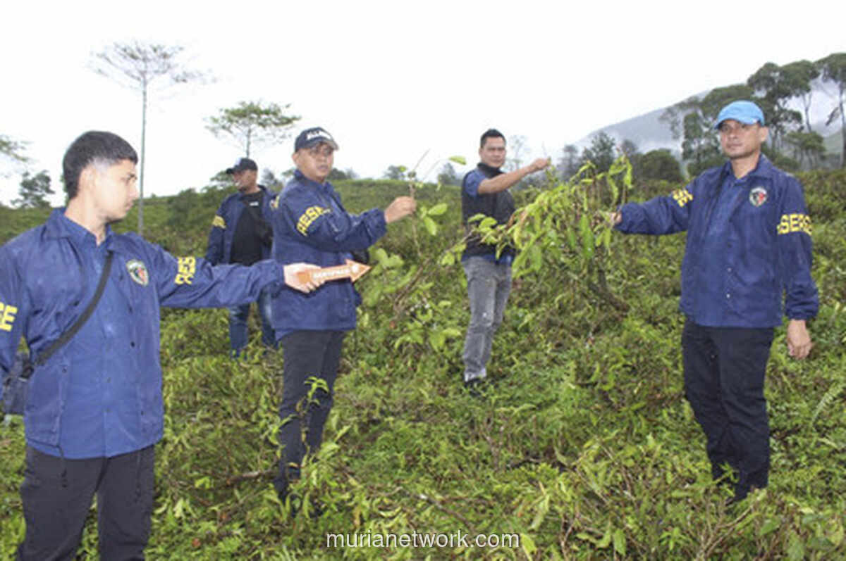 Bandar Sayuran Garut Ditangkap Usai Babat Ribuan Pohon Teh