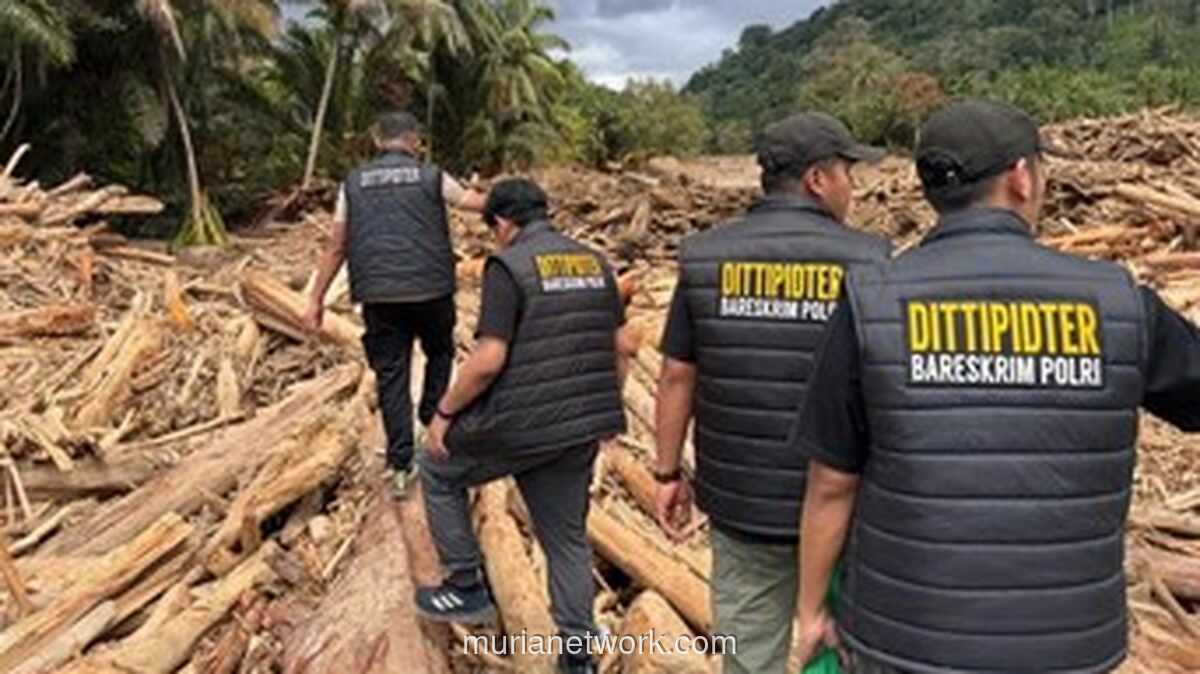 Gelondongan Kayu di Tengah Banjir Garoga: Bareskrim Buru Perusahaan di Hulu
