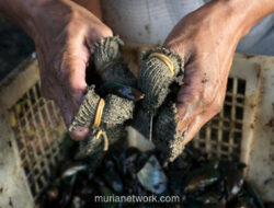 Gunungan Cangkang Kerang di Pesisir Jakarta: Ancaman yang Bisa Disulap Jadi Berkah