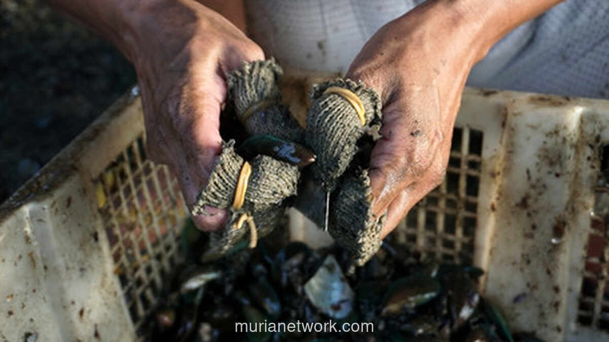 Gunungan Cangkang Kerang di Pesisir Jakarta: Ancaman yang Bisa Disulap Jadi Berkah