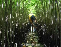 Ketika Alam Sakit, Ekonomi pun Ambruk: Refleksi Pasca Banjir Bandang Sumatra