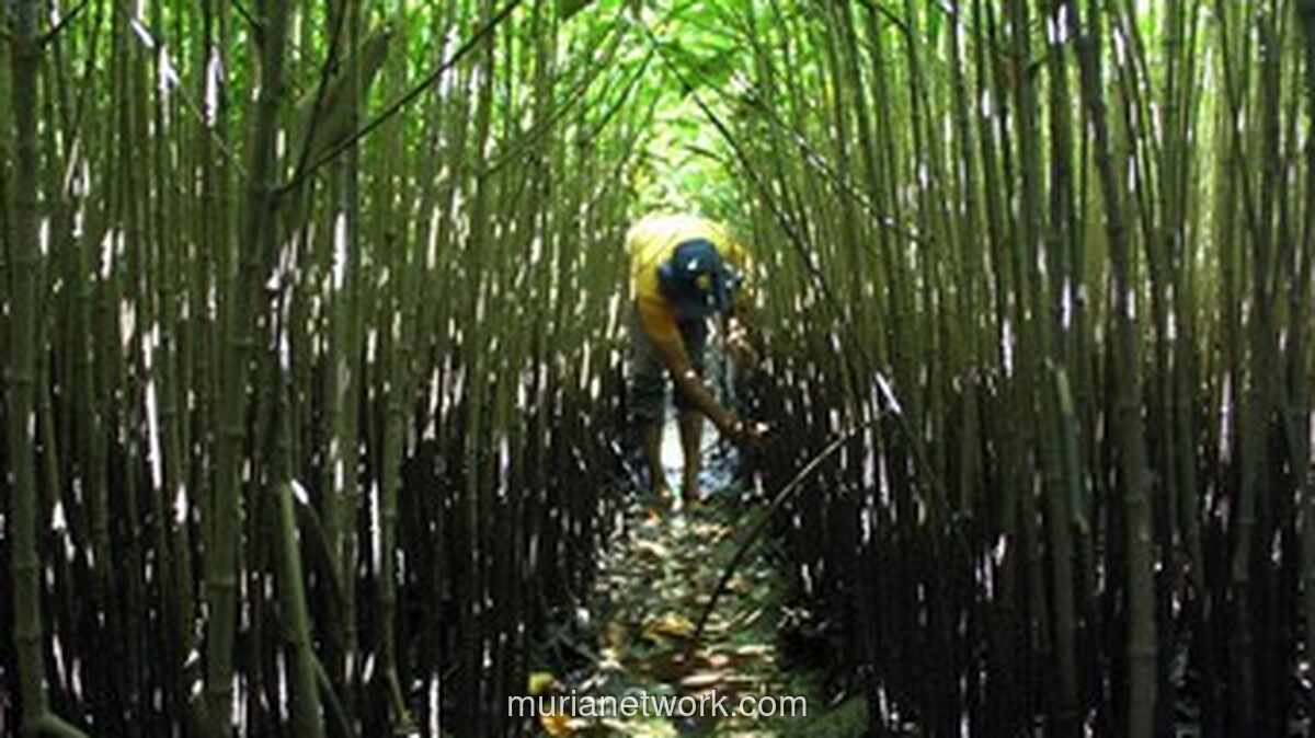 Ketika Alam Sakit, Ekonomi pun Ambruk: Refleksi Pasca Banjir Bandang Sumatra
