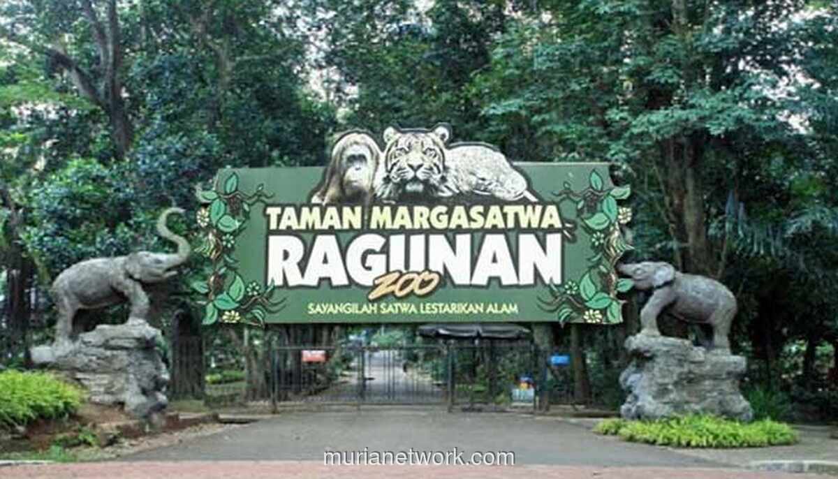 Ragunan Dibanjiri 50 Ribu Pengunjung di Hari Natal, Gorila Berhias Topi Santa Jadi Daya Tarik