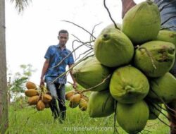 Morowali Guncang Pasar: Investasi Rp1,66 Triliun Ubah Nasib Petani Kelapa