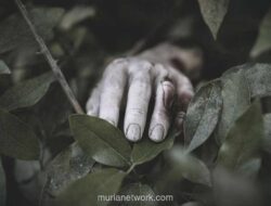 Mencekam di Yahukimo: Dua Pencari Gaharu Tewas Diserang OTK di Camp Pedalaman