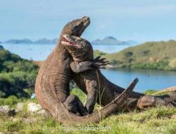 Menyusuri Savana, Menyapa Naga Purba: Panduan Lengkap ke Pulau Komodo untuk Pemula
