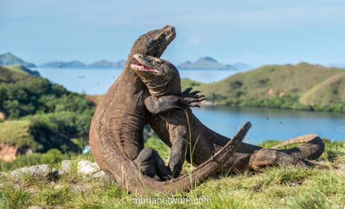Menyusuri Savana, Menyapa Naga Purba: Panduan Lengkap ke Pulau Komodo untuk Pemula