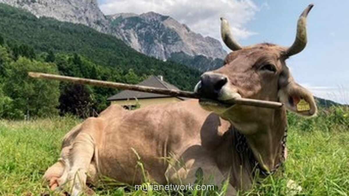 Veronika, Sapi Jenius yang Mengguncang Dunia Ilmu Pengetahuan