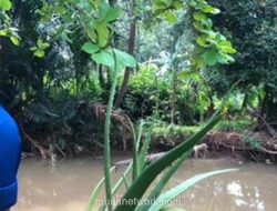 Buaya Lisa Muncul di Belakang Sekolah, Warga Sawangan Siaga
