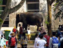 Ragunan Diprediksi Dikunjungi 100 Ribu Orang di Puncak Liburan