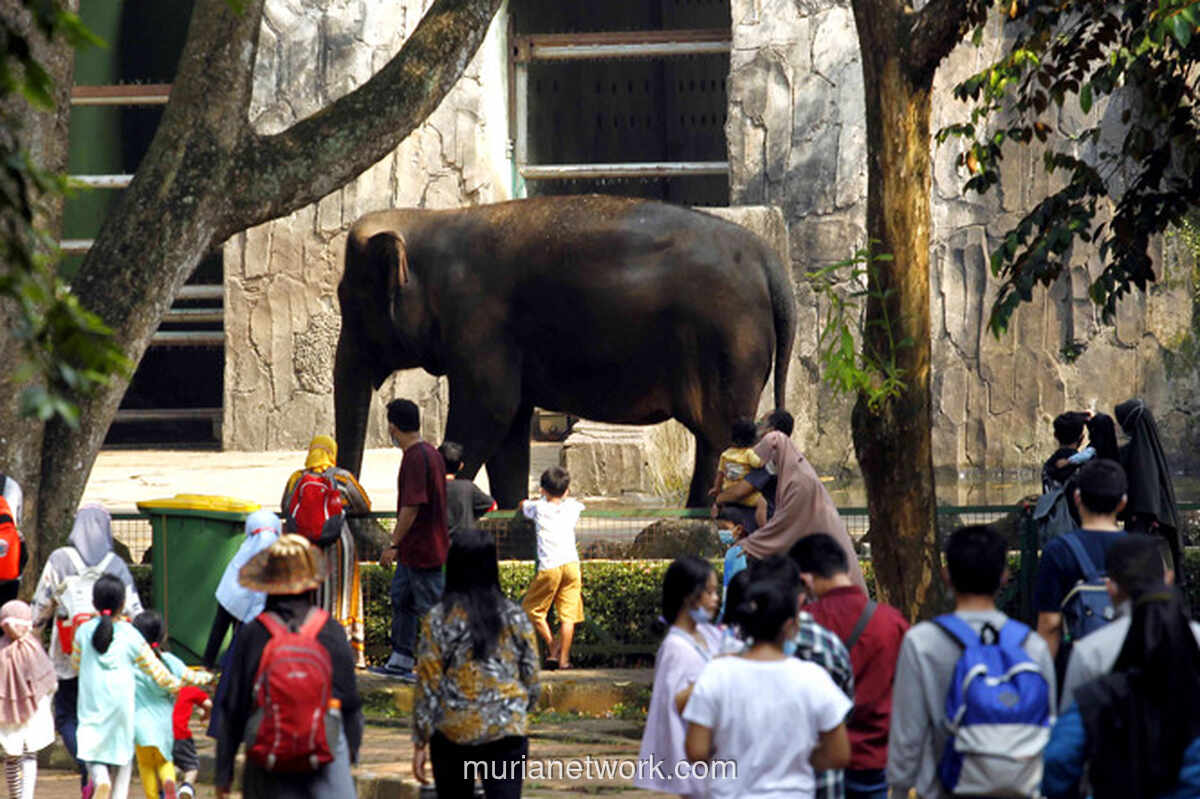 Ragunan Diprediksi Dikunjungi 100 Ribu Orang di Puncak Liburan