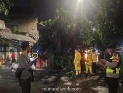Pohon Tumbang di Palmerah Lumpuhkan Lalu Lintas, Tim Gabungan Bergerak Cepat