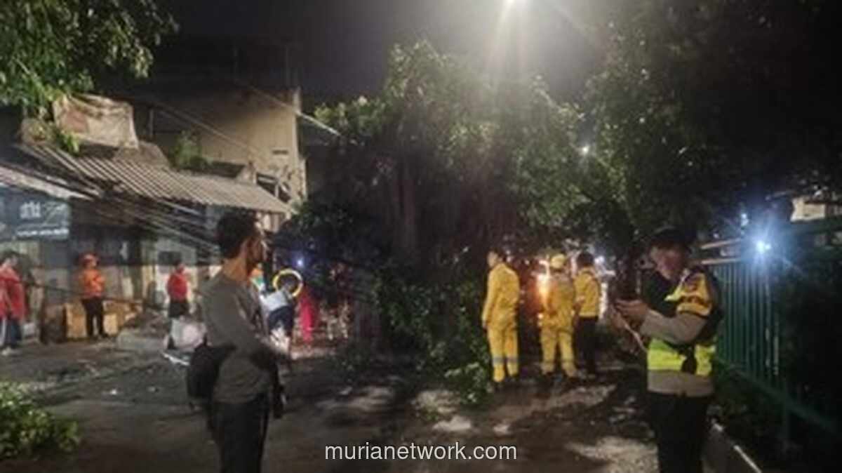 Pohon Tumbang di Palmerah Lumpuhkan Lalu Lintas, Tim Gabungan Bergerak Cepat
