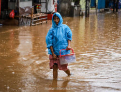 Pohon Angsana Tumbang Timbulkan Kekhawatiran di Kemang Raya