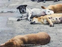 Mobil Misterius di Minahasa, Tujuh Bangkai Anjing Ditemukan di Dalamnya