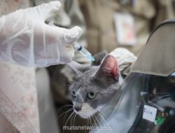 Vaksinasi Gratis di Jakarta Pusat: 6.000 Hewan Disuntik Cegah Rabies