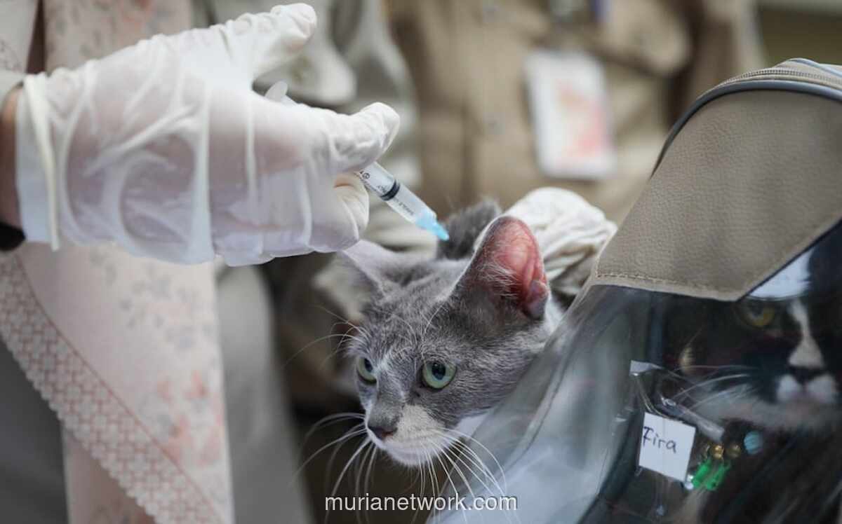 Vaksinasi Gratis di Jakarta Pusat: 6.000 Hewan Disuntik Cegah Rabies