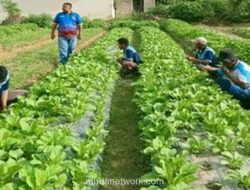 Dari Balik Tembok Lapas, Panen dan Harapan Tumbuh Bersama