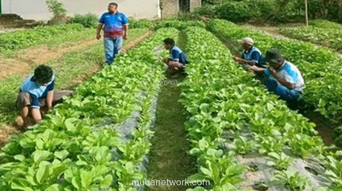Dari Balik Tembok Lapas, Panen dan Harapan Tumbuh Bersama